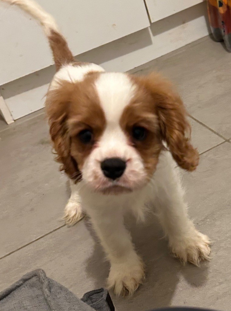 des songes de Belle - Chiots disponibles - Cavalier King Charles Spaniel